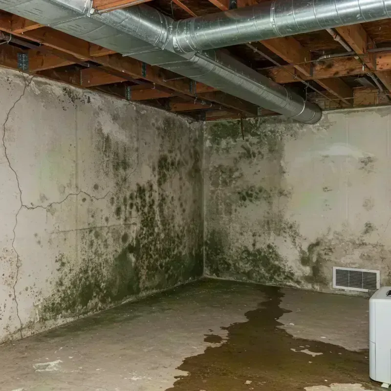 Professional Mold Removal in Spring Valley, IL